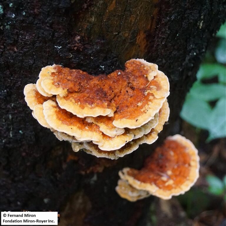 Polypore de Huronie