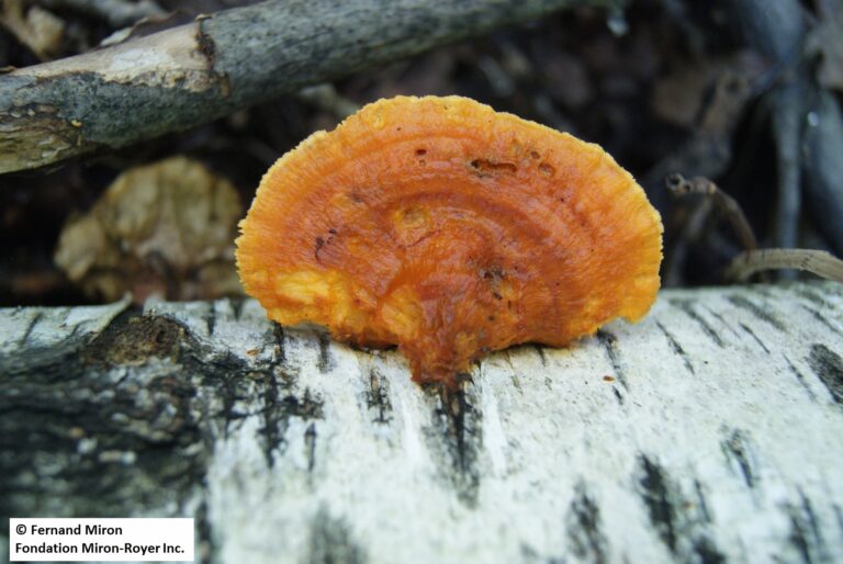 Polypore splendide