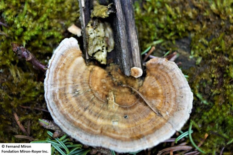 Tramète versicolore,