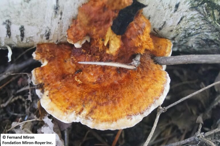 Polypore splendide