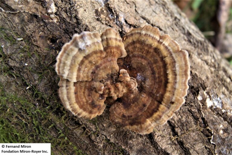 Tramète versicolore,