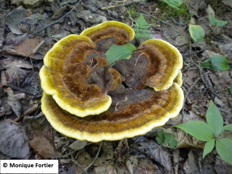 Polypore de Schweinitz